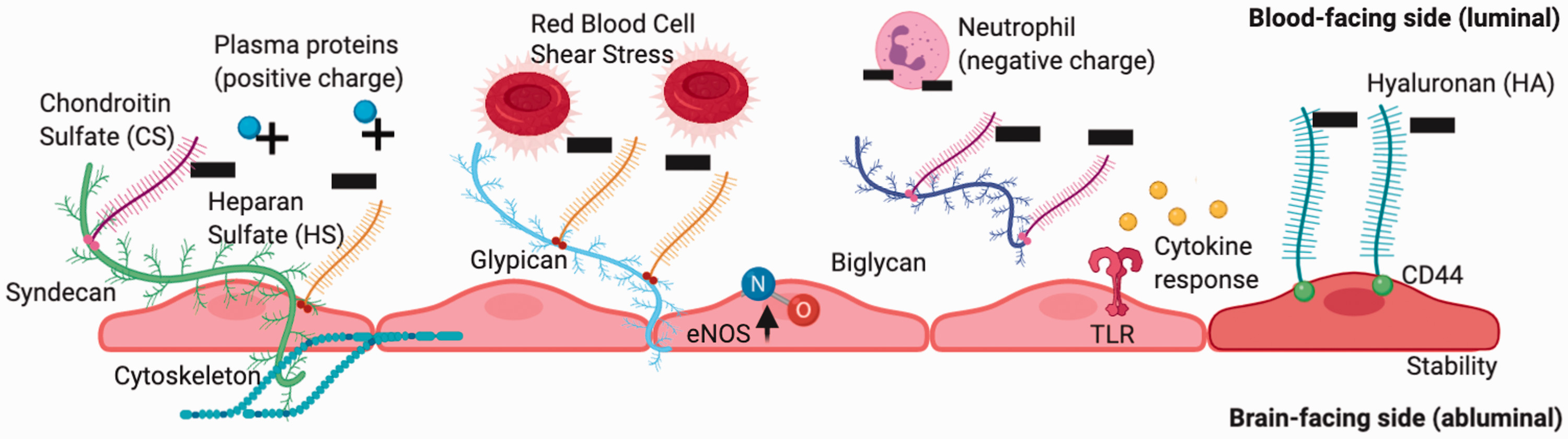 Structure and function of the neurovascular glycocalyx