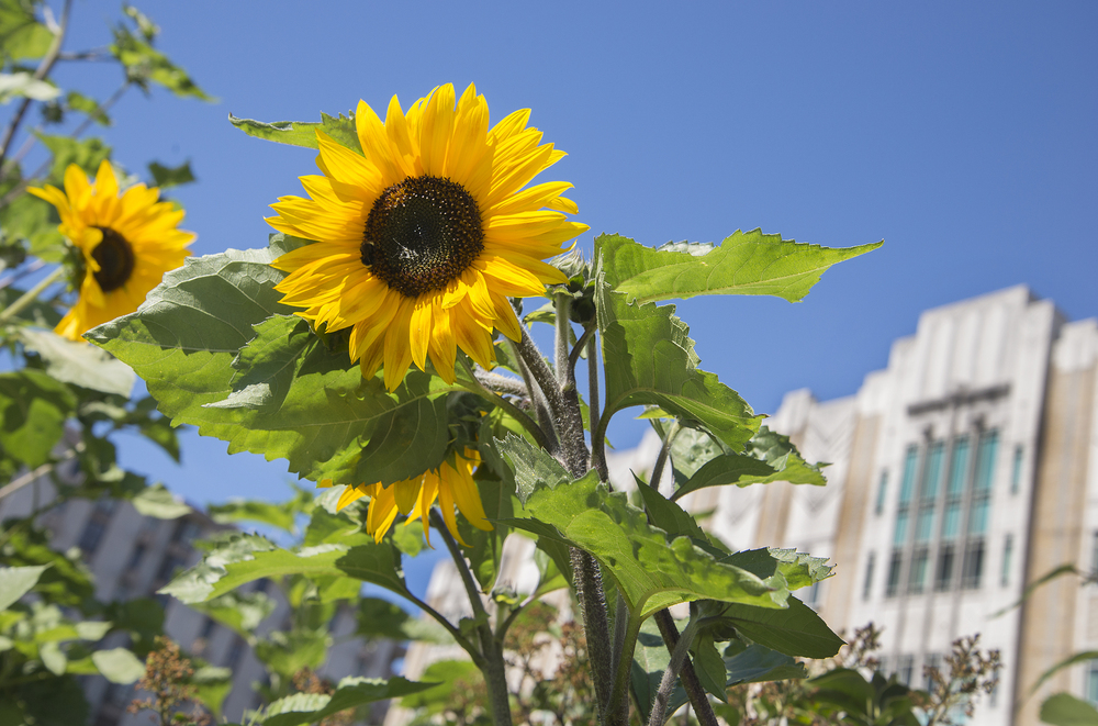 Harborview Medical Center and sunflowers