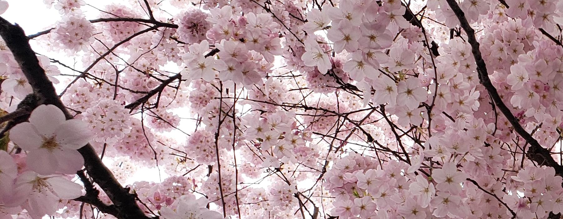 Cherry blossoms